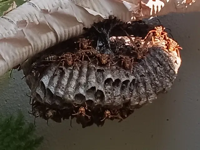 【当日でもお伺いします】☆アシナガバチ8,800円☆★スズメバチ11,000円★サービスの画像