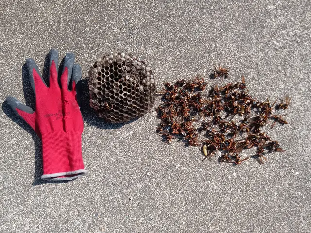 【当日でもお伺いします】☆アシナガバチ8,800円☆★スズメバチ11,000円★サービスの画像