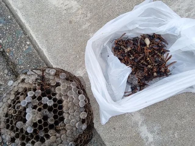 【当日でもお伺いします】☆アシナガバチ8,800円☆★スズメバチ11,000円★サービスの画像