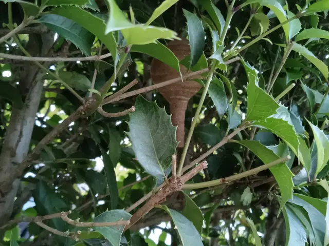 【当日でもお伺いします】☆アシナガバチ8,800円☆★スズメバチ11,000円★サービスの画像