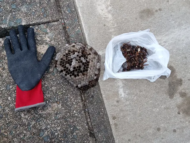 【当日でもお伺いします】☆アシナガバチ8,800円☆★スズメバチ11,000円★サービスの画像