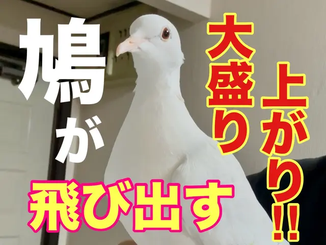 【全国対応可】新年会送別会にお笑いマジックショー芸歴28年「あっけらかん」参上！