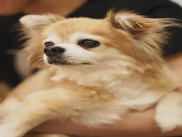 愛犬家フォトグラファーが撮るペット出張撮影｜6100万画素の瞳AFで最高の1枚を