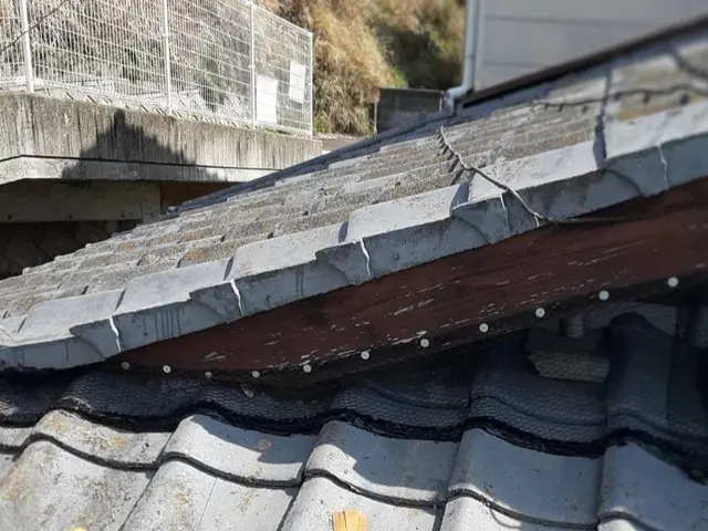 【完全害獣駆除専門】【再発率0%継続中、確かな技術】【ご自宅の調査見積もり無料】サービスの画像