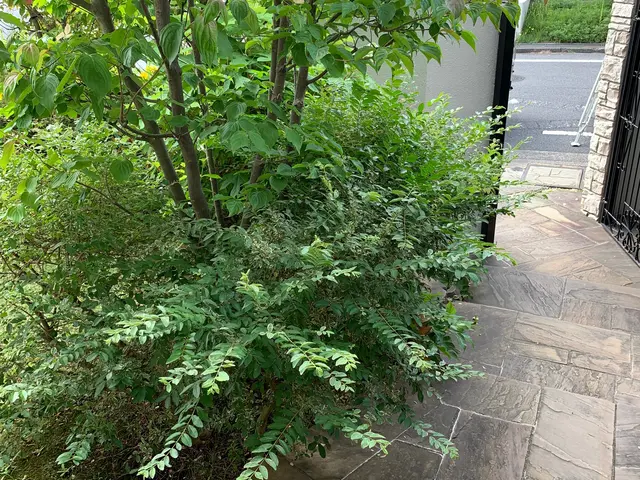 雑木の庭＝お客様の願いを満たす最も合理的な庭サービスの画像