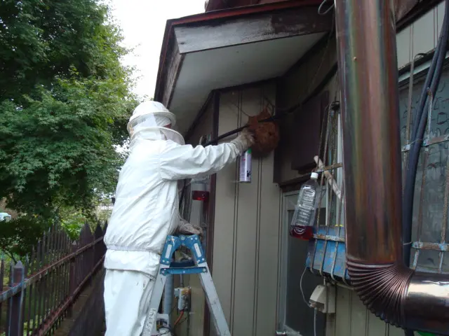 《有料P代当店負担！》迅速対応！時間外も相談可♪ハチ駆除はお任せサービスの画像