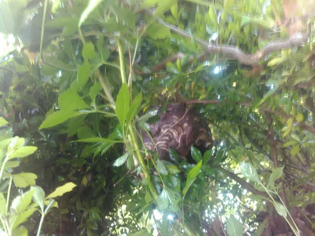 《有料P代当店負担！》迅速対応！時間外も相談可♪ハチ駆除はお任せサービスの画像