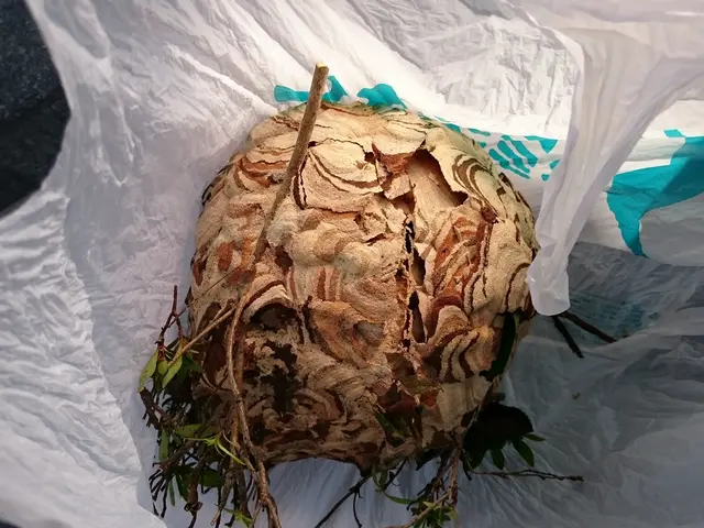 《有料P代当店負担！》迅速対応！時間外も相談可♪ハチ駆除はお任せサービスの画像