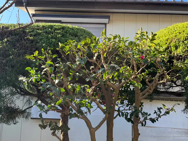 1本から承ります！◆千葉市発◆お立ち会い不用！サービスの画像