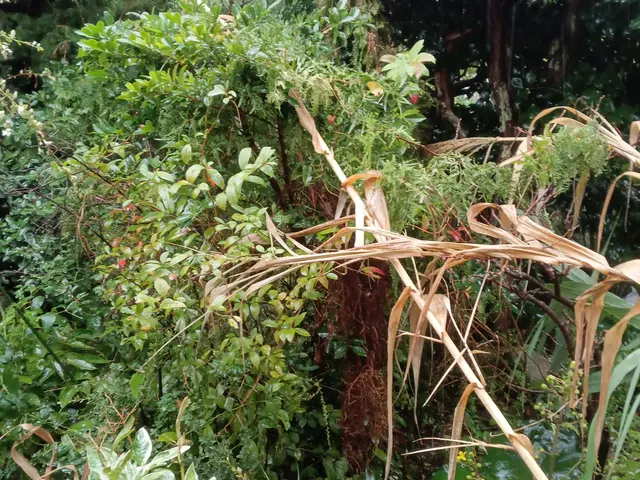 伐採を格安でお受けします。サービスの画像