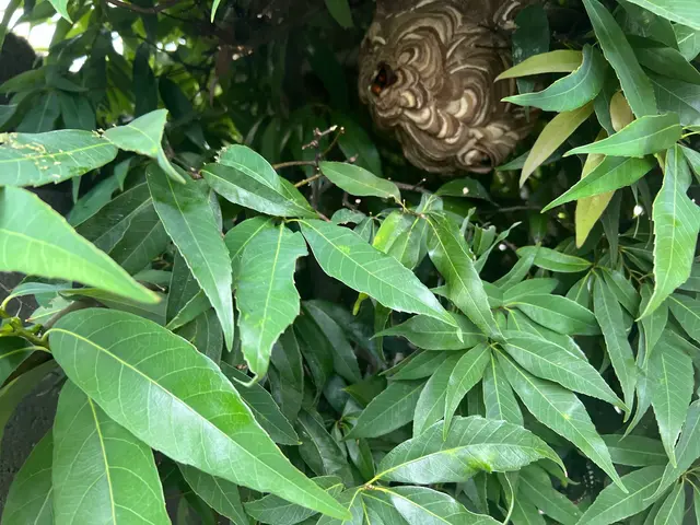 【石川県で稼働中！】（アシナガ8000円〜）（クレカ決済可）予約は直接可能です！サービスの画像