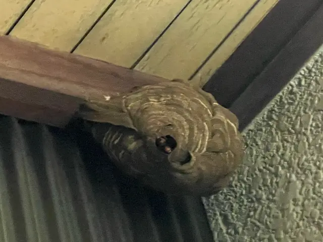 【石川県で稼働中！】（アシナガ8000円〜）（クレカ決済可）予約は直接可能です！サービスの画像