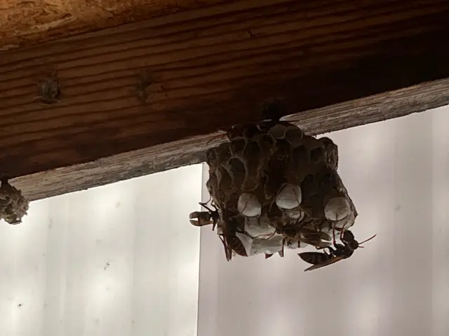 【石川県で稼働中！】（アシナガ8000円〜）（クレカ決済可）予約は直接可能です！サービスの画像