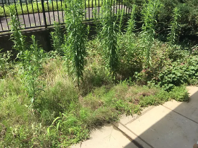 草刈り　お手軽コースサービスの画像