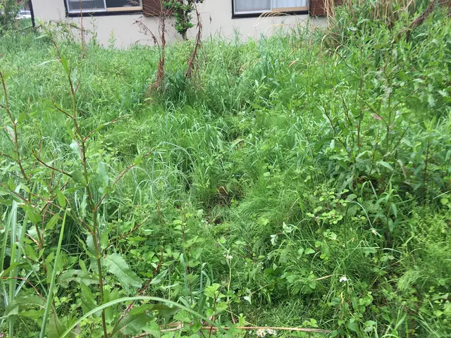 草刈り　お手軽コースサービスの画像