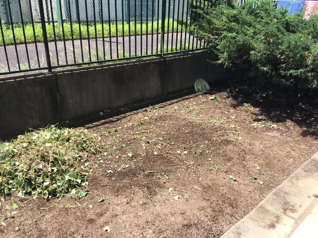 草刈り　お手軽コースサービスの画像