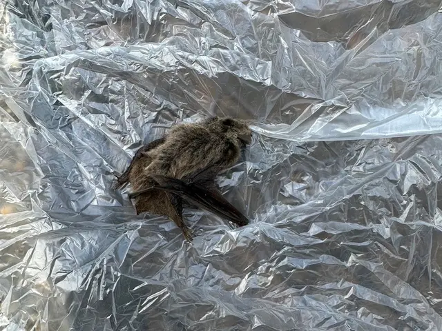 関西、名古屋、関東エリア対応。安心安全薬剤。お見積もり無料です。時間外も対応可能サービスの画像