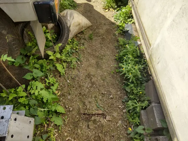 【業歴40年二代目店長】お庭と植木に合わせたお手入れとアドバイスいたしますサービスの画像