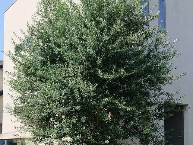 千葉県◆年中無休★家と庭2つ揃って家庭です。庭を綺麗にし素敵な家庭にしませんか？サービスの画像