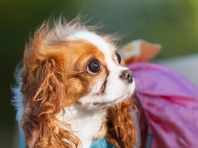 【元ペットショップ店員にお任せ】【10000円以上でクーポン使用可能◎】