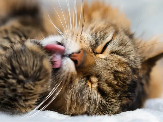 【元ペットショップ店員にお任せ】お迎え初期の不安も相談できる出張撮影