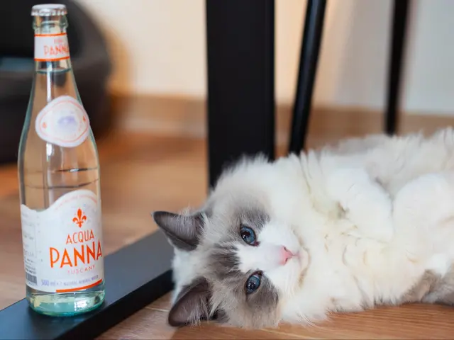 【元ペットショップ店員にお任せ】【10000円以上でクーポン使用可能◎】