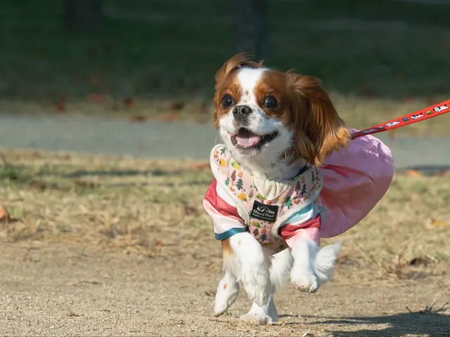 【元ペットショップ店員にお任せ】【10000円以上でクーポン使用可能◎】