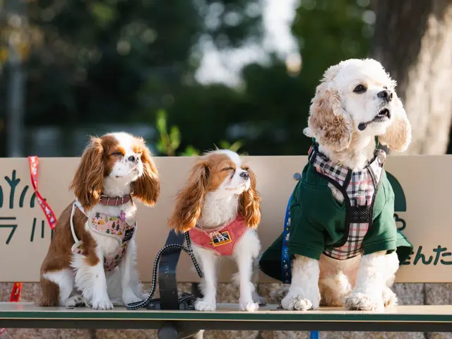 【元ペットショップ店員にお任せ】【10000円以上でクーポン使用可能◎】