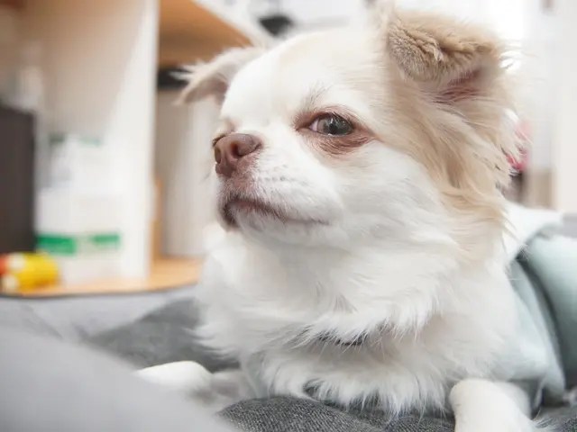 【元ペットショップ店員にお任せ】お迎え初期の不安も相談できる出張撮影