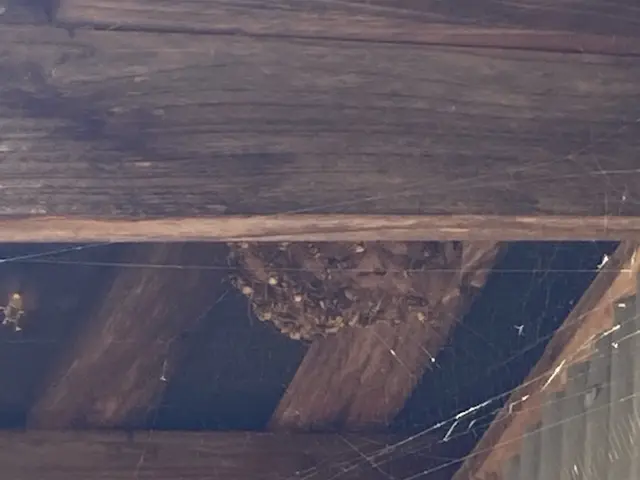 【害虫駆除/蜂の巣駆除ならハウスキーパーへお任せ下さい！】安心の駆除施工！サービスの画像