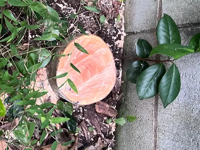 11月新出店◎自清潔で丁寧な作業【 茂原市】12月末までゴミ回収最大50%オフサービスの画像