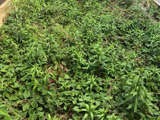 各種クレジットカードご利用可能です。防草シート、除草剤もお任せくださいサービスの画像