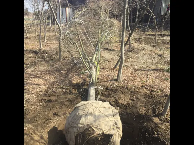 【実績20年以上丁寧な施工】家業の植木屋に勤めていた為植木の事はお任せ下さい！サービスの画像