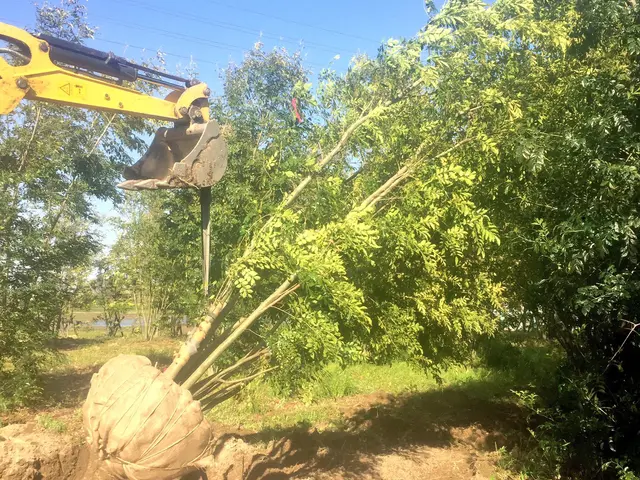 【実績20年以上丁寧な施工】家業の植木屋に勤めていた為植木の事はお任せ下さい！サービスの画像