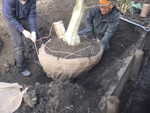 【実績20年以上丁寧な施工】家業の植木屋に勤めていた為植木の事はお任せ下さい！サービスの画像