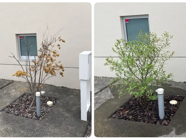 【実績20年以上丁寧な施工】家業の植木屋に勤めていた為植木の事はお任せ下さい！サービスの画像