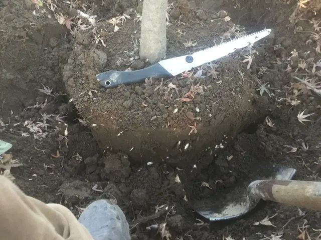 【実績20年以上丁寧な施工】家業の植木屋に勤めていた為植木の事はお任せ下さい！サービスの画像