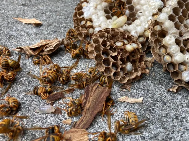 【注目( • ̀ω•́ )っ】国家資格保有プロが行う根本的「蜂の巣駆除」サービスの画像