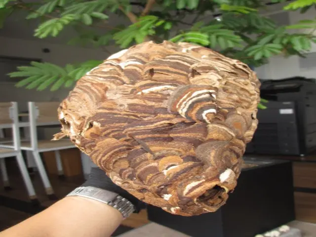 【注目( • ̀ω•́ )っ】国家資格保有プロが行う根本的「蜂の巣駆除」サービスの画像