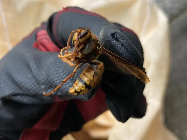 【注目( • ̀ω•́ )っ】国家資格保有プロが行う根本的「蜂の巣駆除」サービスの画像