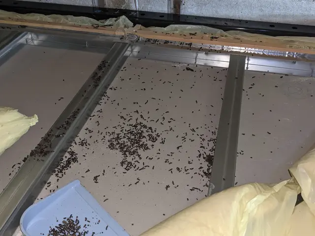 ★コウモリ被害、お客様が納得行くまでお付き合い致します。サービスの画像