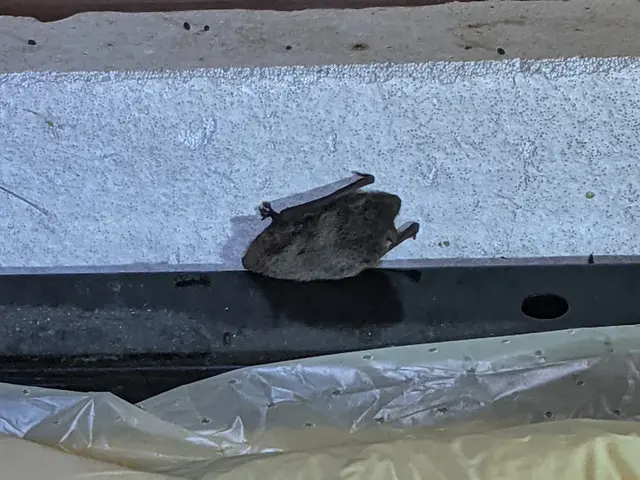 ★コウモリ被害、お客様が納得行くまでお付き合い致します。サービスの画像