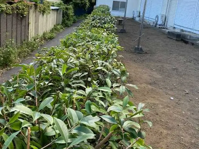 元国立研究所の植物学者が行う、造園・お庭のメンテナンスサービスの画像