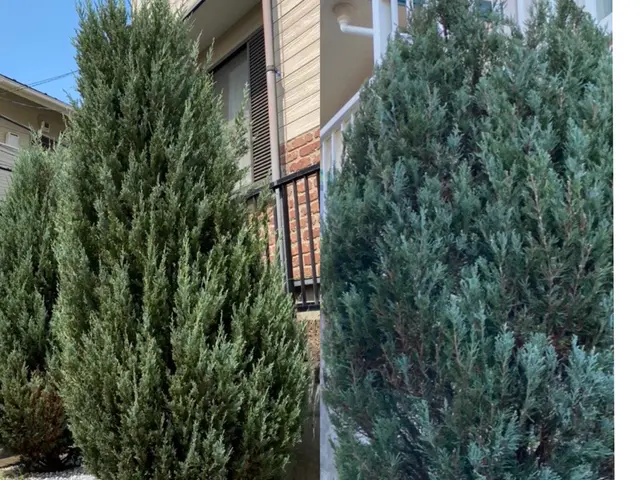 元国立研究所の植物学者が行う、造園・お庭のメンテナンスサービスの画像