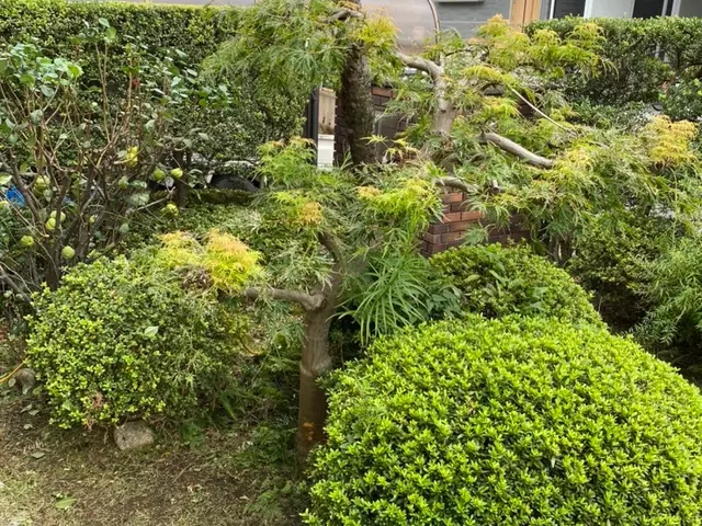 元国立研究所の植物学者が行う、造園・お庭のメンテナンスサービスの画像