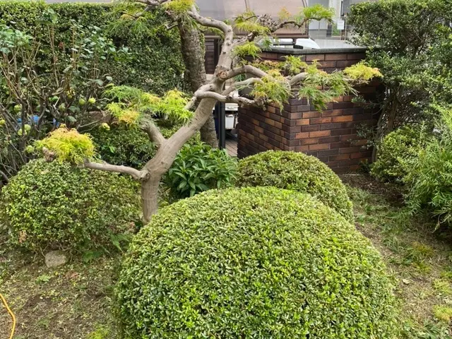 元国立研究所の植物学者が行う、造園・お庭のメンテナンスサービスの画像