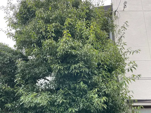 ◆年中無休◆木一本からご連絡ください！サービスの画像