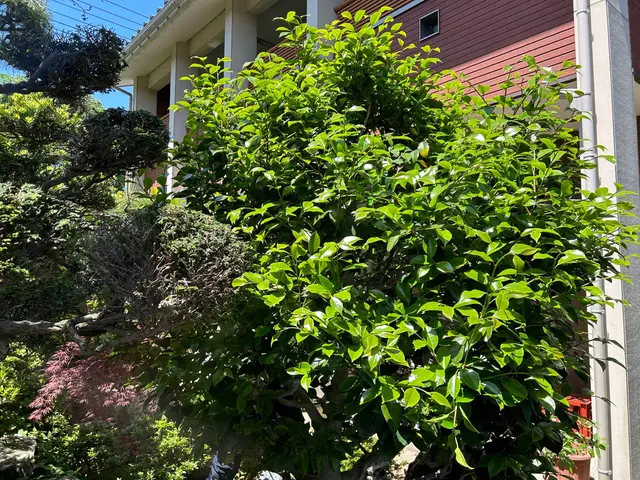 ◆年中無休◆木一本からご連絡ください！サービスの画像