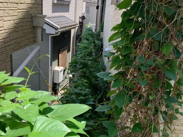 育ち過ぎた雑草、ツタの除去はプロにお任せください！綺麗、丁寧に仕上げます！サービスの画像