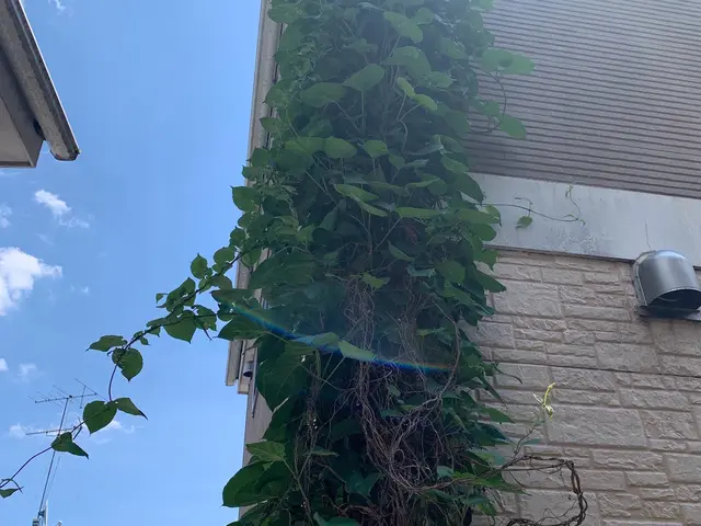 育ち過ぎた雑草、ツタの除去はプロにお任せください！綺麗、丁寧に仕上げます！サービスの画像